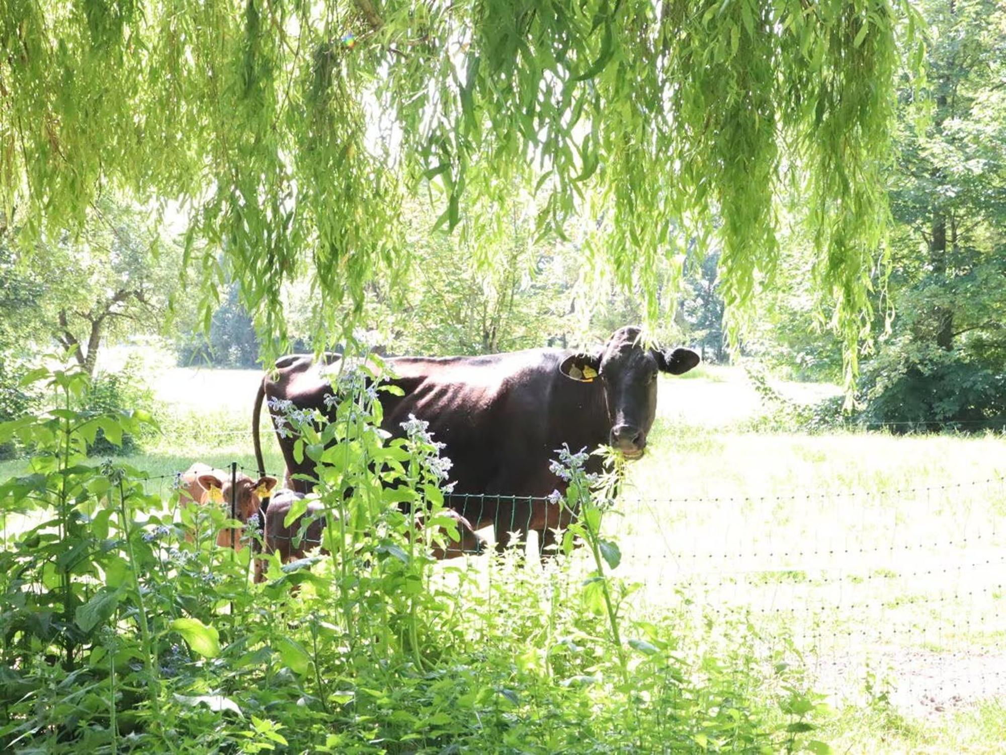 Ferienhaus Heinrichs Cappeler Niederstrich Kültér fotó